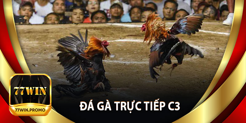 Đá Gà Trực Tiếp C3